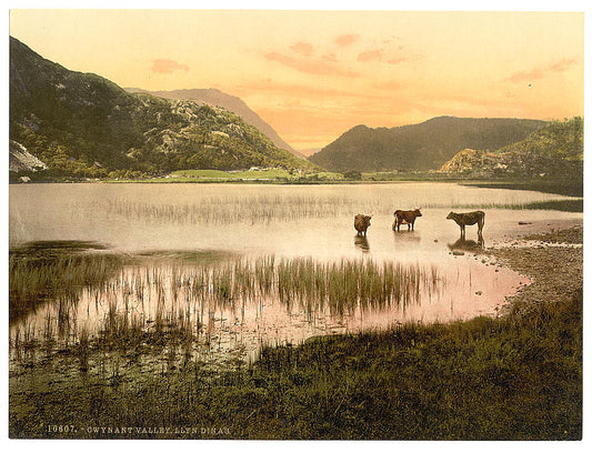 A picture of Llyn Dinas (cattle study), Gwynant Valley, Wales