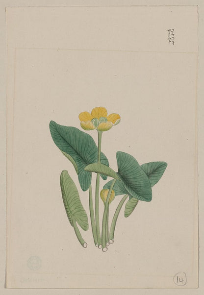 A picture of Lotus-like plant with yellow blossom and large leaves, each on separate stalks