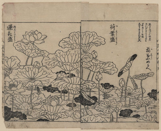 A picture of Lotus plants in various stages of development