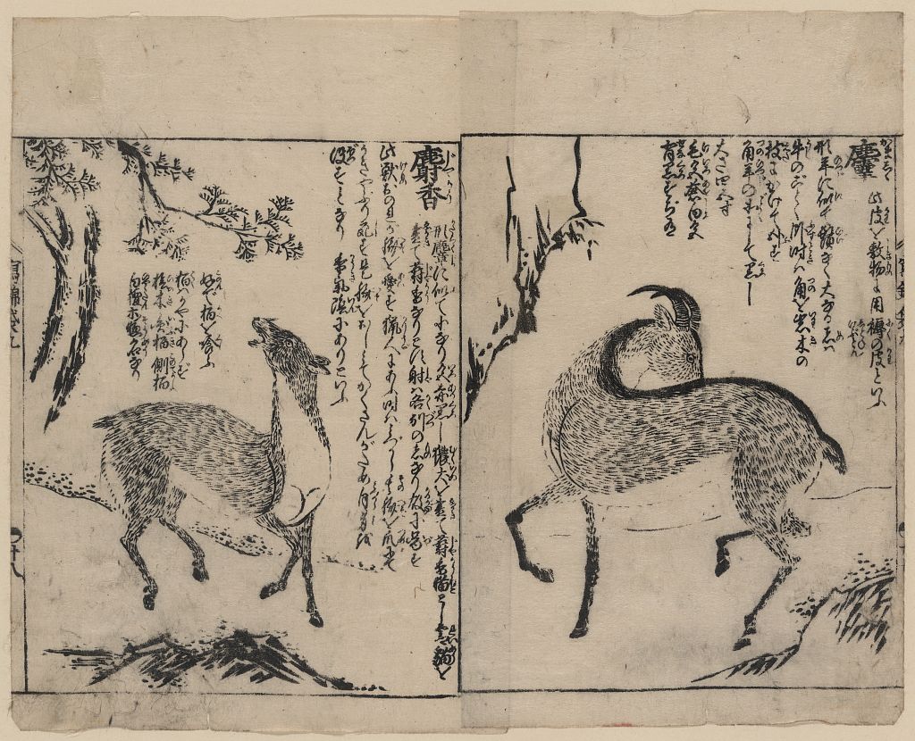 A picture of Male and female musk deer
