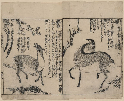 A picture of Male and female musk deer