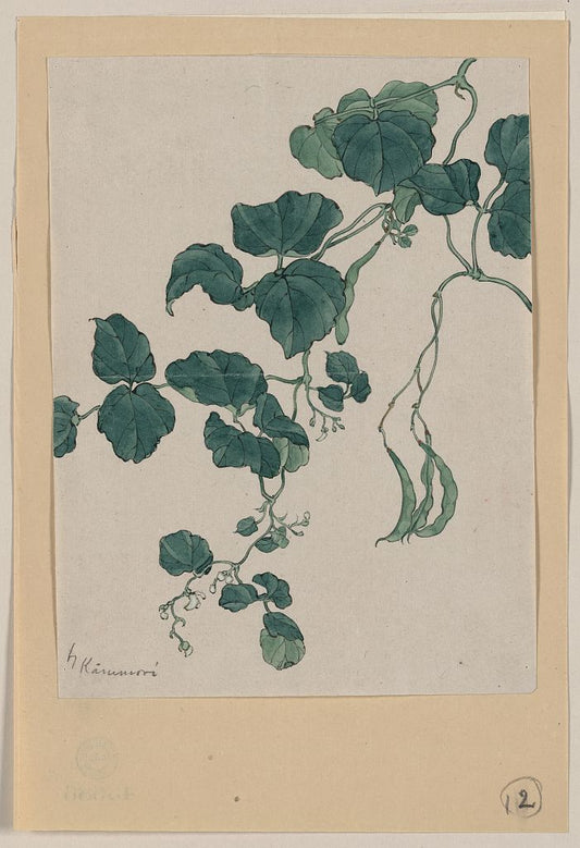 A picture of Mame - green bean or pea plant showing vine, leaves, pods, and blossoms