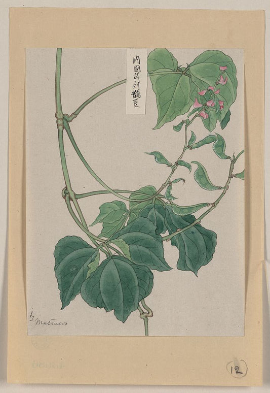 A picture of Mame - pea or bean plant showing vine, leaves, pods, and blossoms