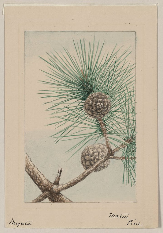 A picture of Matsu pine