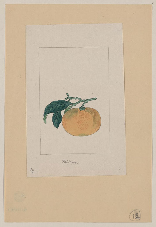 A picture of Mikan