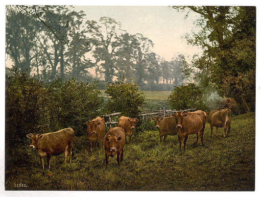 A picture of Milking time, England