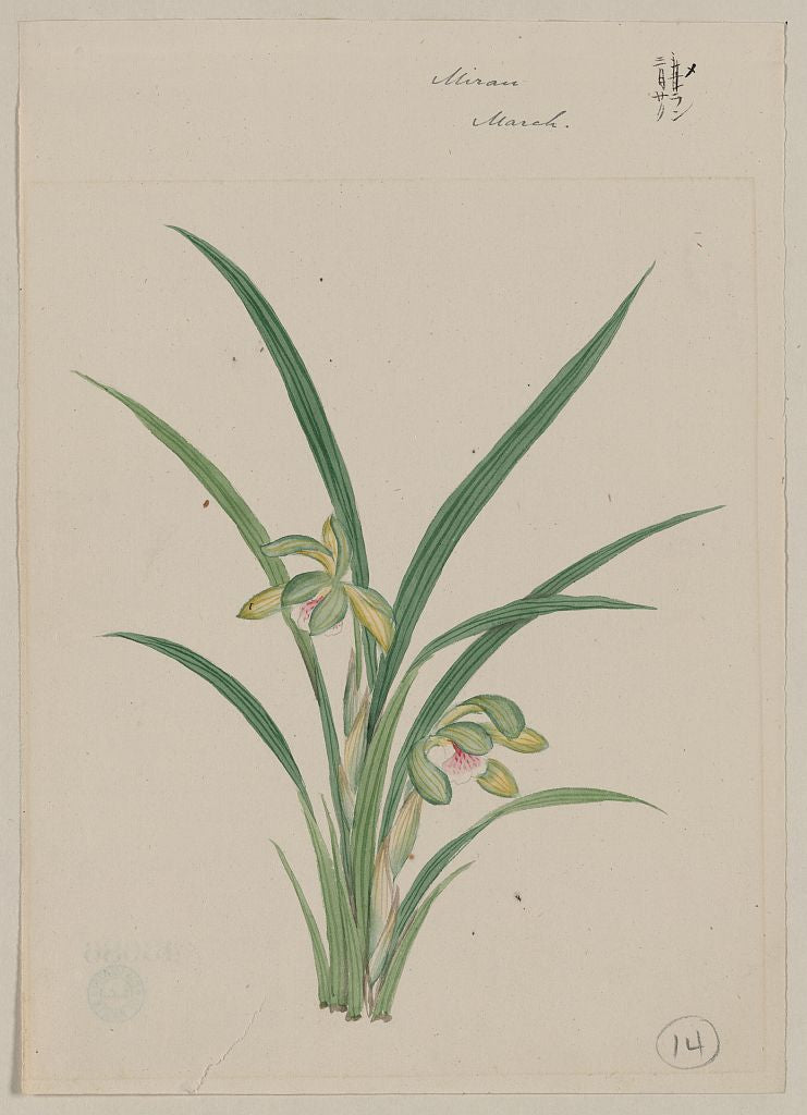 A picture of Mirau? - March