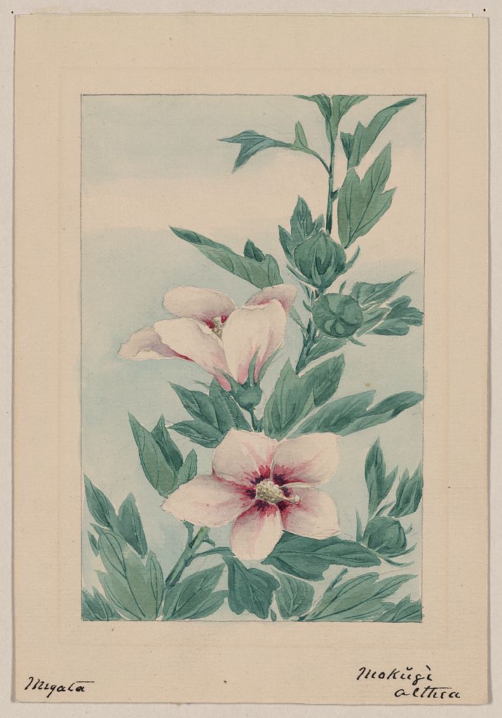 A picture of Mokŭgì althea