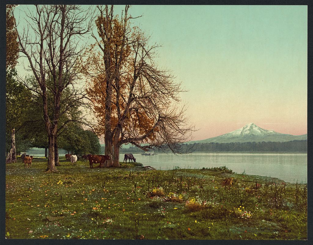 A picture of Mt. Hood from the Columbia River