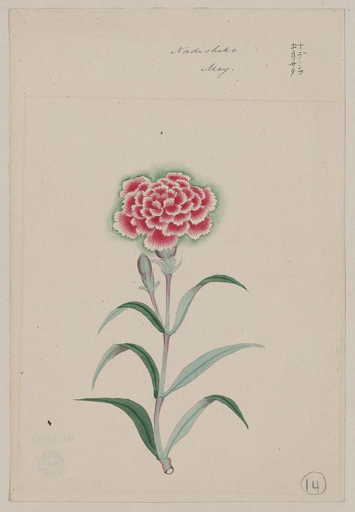 A picture of Nadeshiko - May