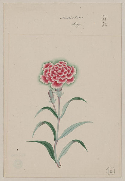 A picture of Nadeshiko - May