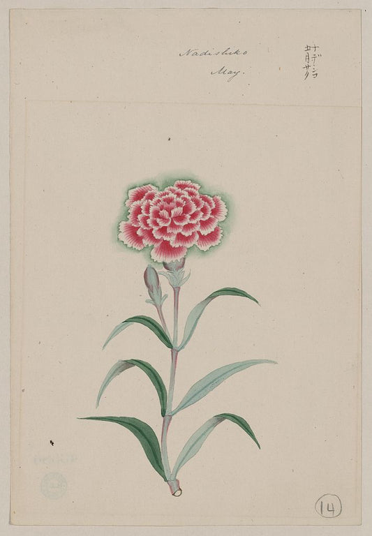 A picture of Nadeshiko - May
