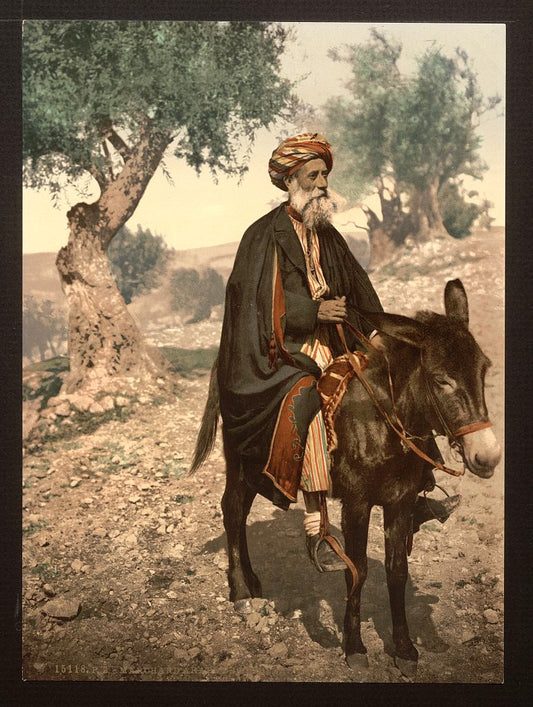 A picture of Native of Bethlehem on his donkey, Holy Land, (i.e., West Bank)