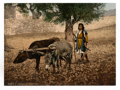 A picture of Native of Palestine working with an ox and an ass, Holy Land