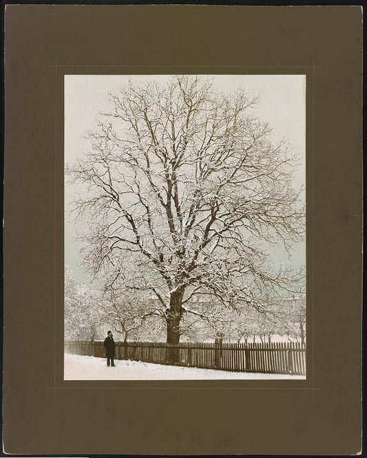 A picture of Noyer / Nussbaum Mythenstrasse Zürich