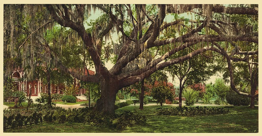 A picture of Old oak at Tampa Bay Hotel