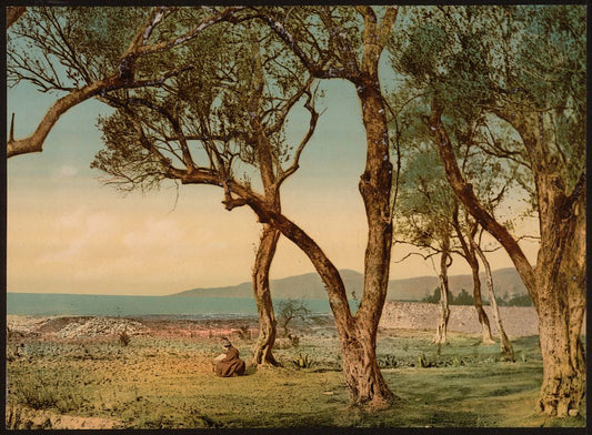 A picture of Olive trees, Mentone, Riviera