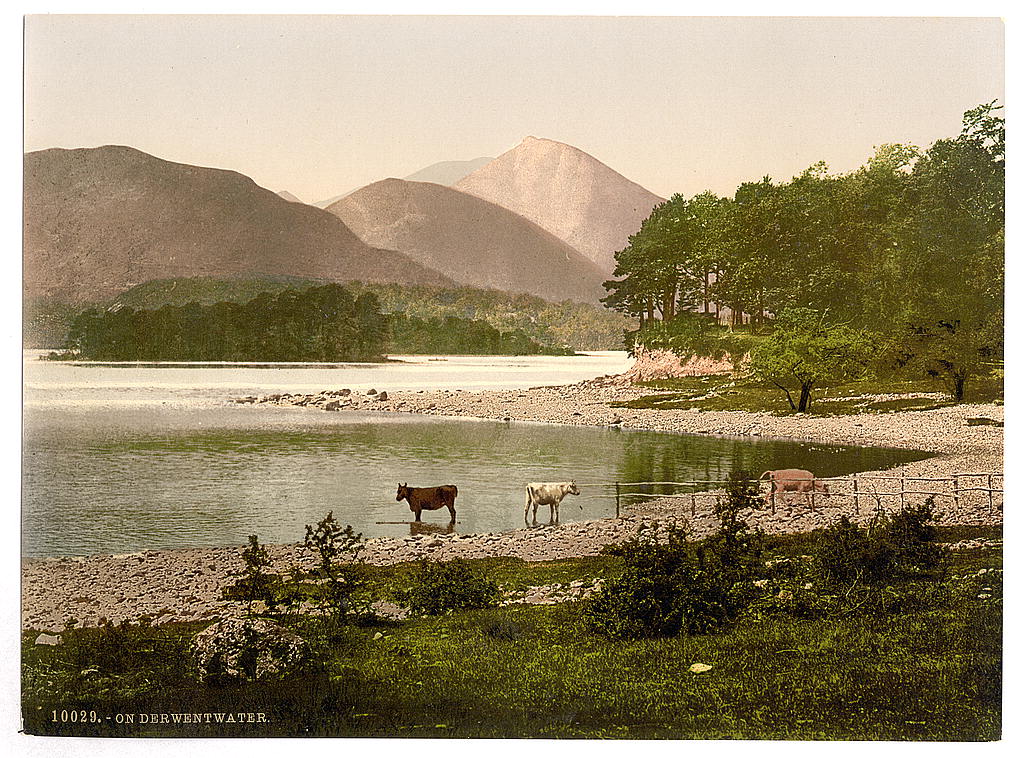 A picture of On Derwentwater, cattle study, Lake District, England