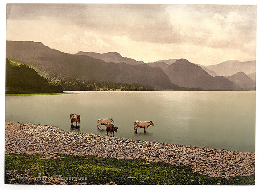 A picture of On Derwentwater, cattle study, Lake District, England