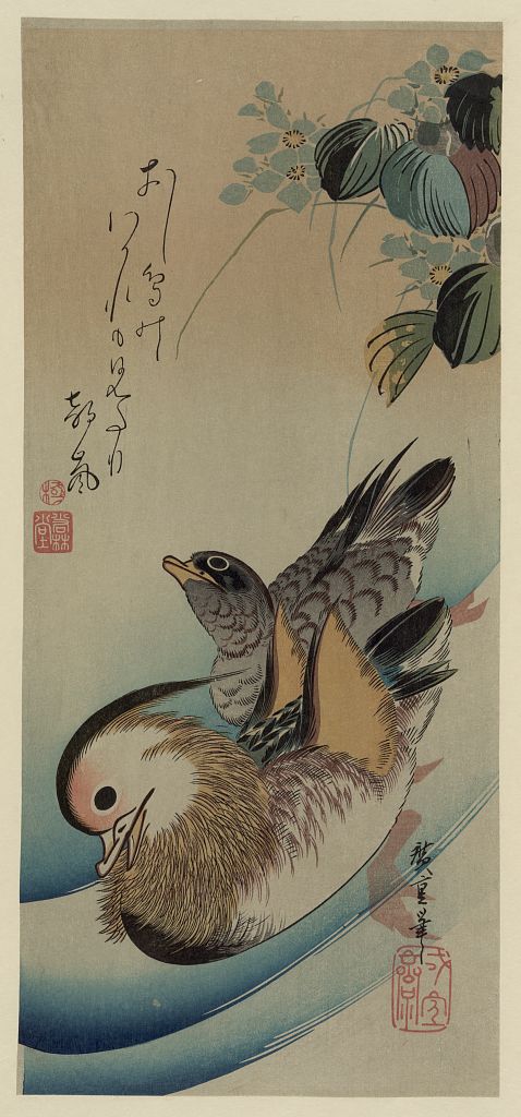 A picture of Oshidori