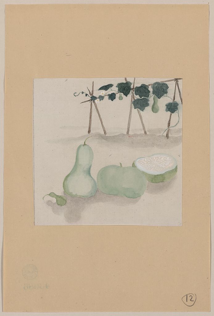 A picture of Pale green squash with white flesh and many seeds, with plant vines growing in the background