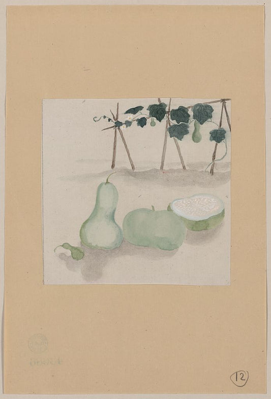 A picture of Pale green squash with white flesh and many seeds, with plant vines growing in the background