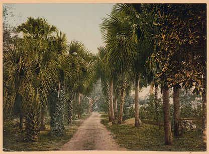 A picture of Palmettos at Bostroms, Ormand, Florida