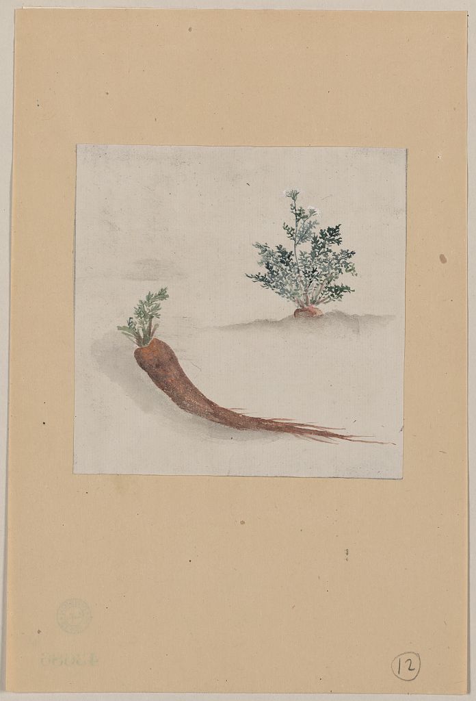 A picture of Parsnips or carrots with plant growing in the background