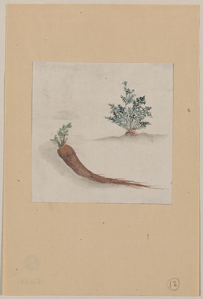 A picture of Parsnips or carrots with plant growing in the background