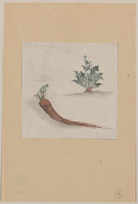 A picture of Parsnips or carrots with plant growing in the background