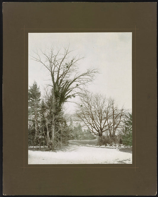 A picture of Partie au lac de Zurich / Parthie bei der Villa Belvoir, Zürich