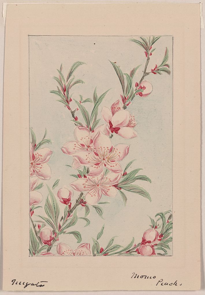 A picture of Peach tree branches with leaves and blossoms