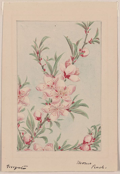 A picture of Peach tree branches with leaves and blossoms