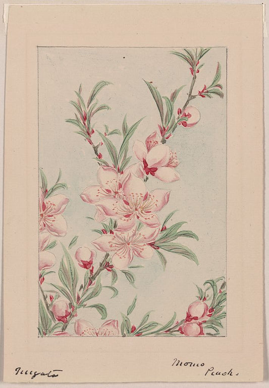 A picture of Peach tree branches with leaves and blossoms