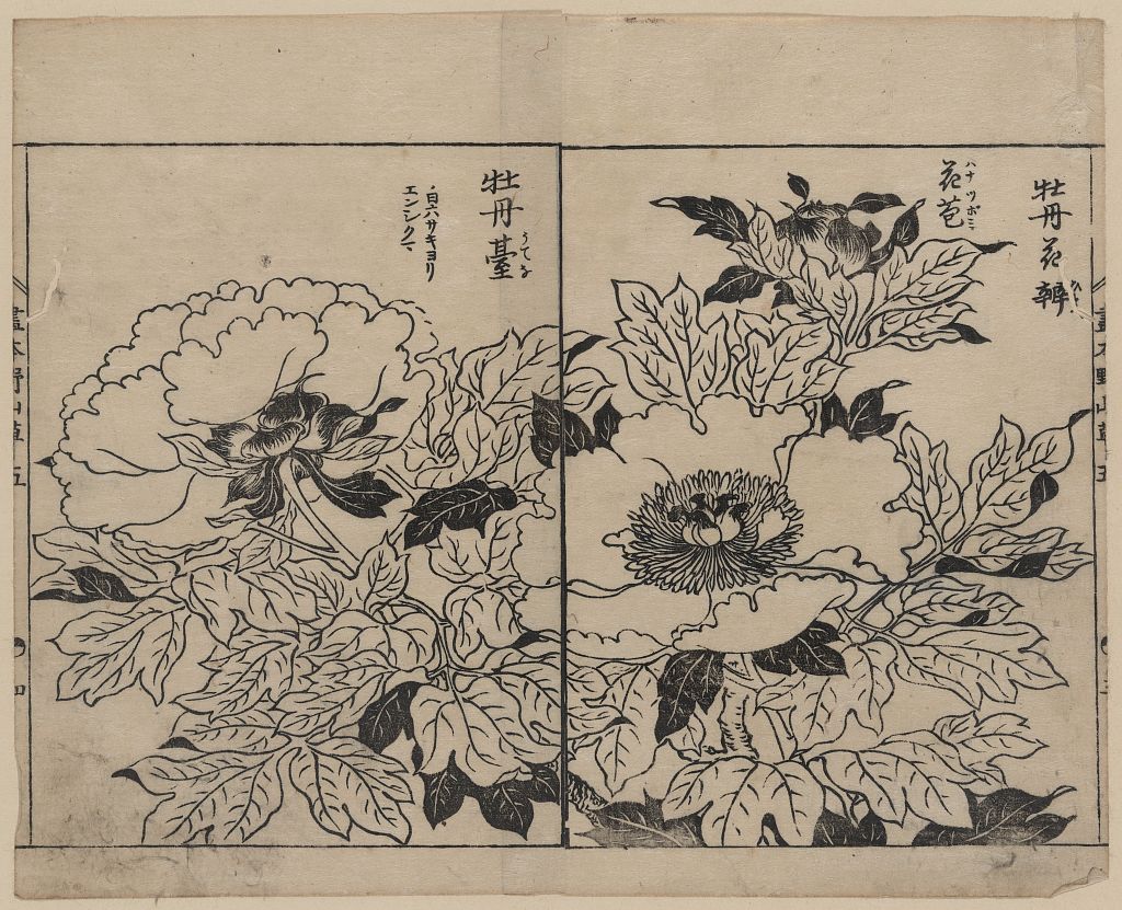 A picture of Peony blossoms