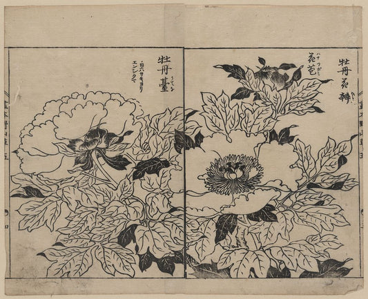 A picture of Peony blossoms