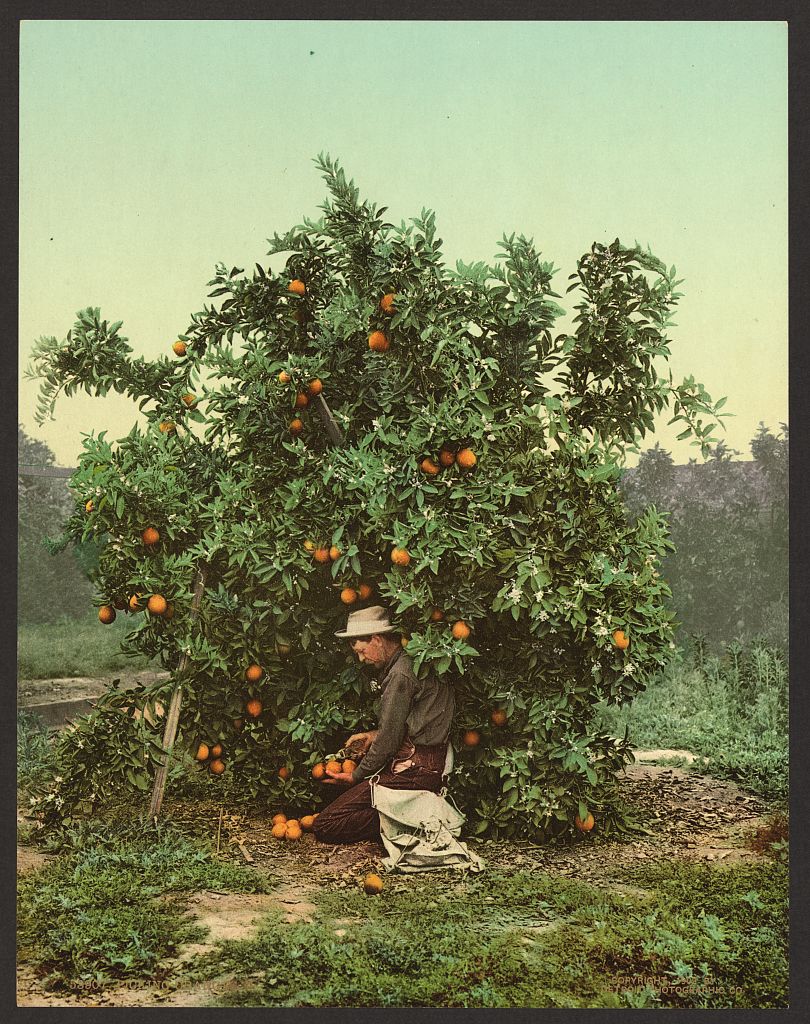 A picture of Picking oranges