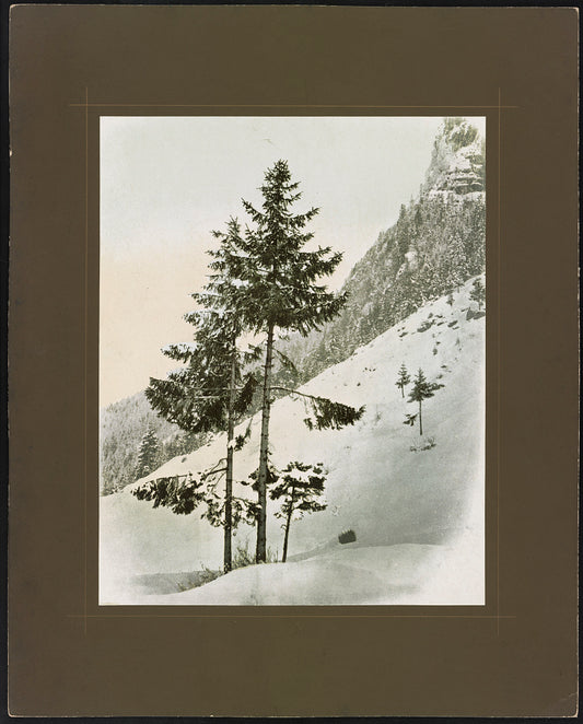 A picture of Pine tree in snow near Zurich, Switzerland