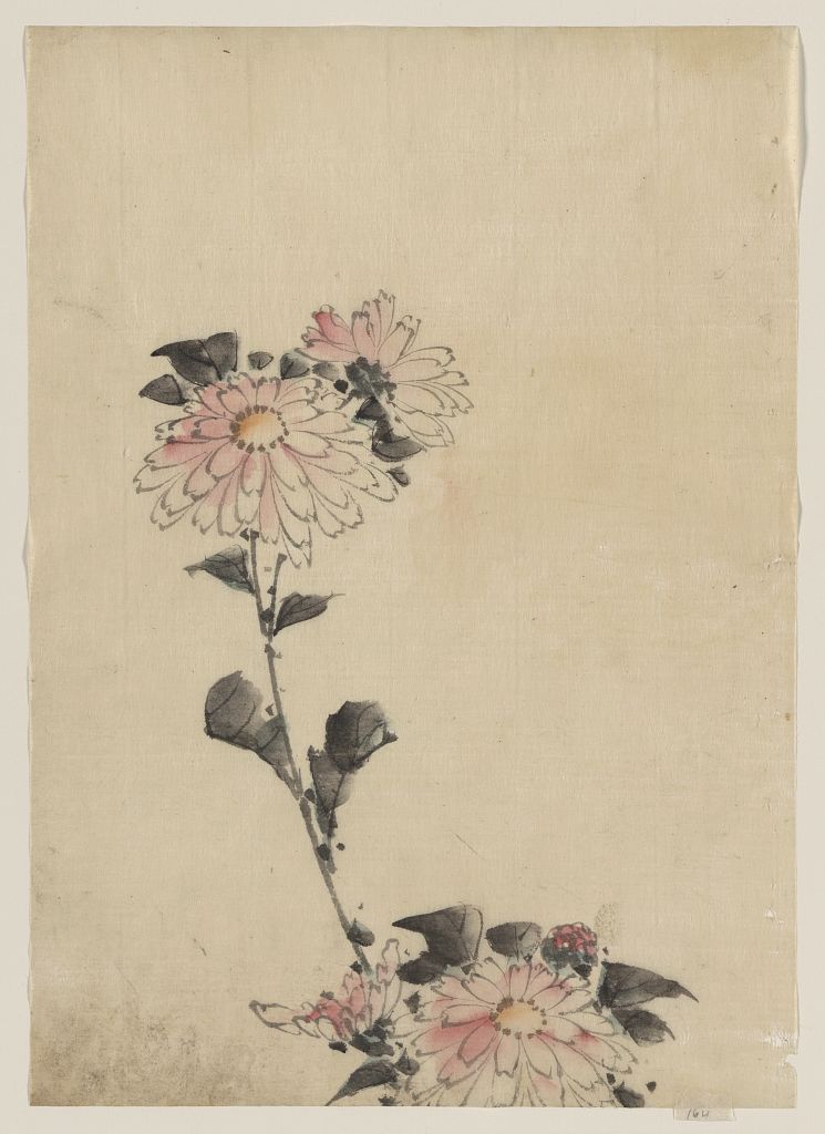 A picture of Pink flower blossoms on low stalk and two on a tall stalk