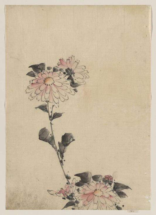 A picture of Pink flower blossoms on low stalk and two on a tall stalk