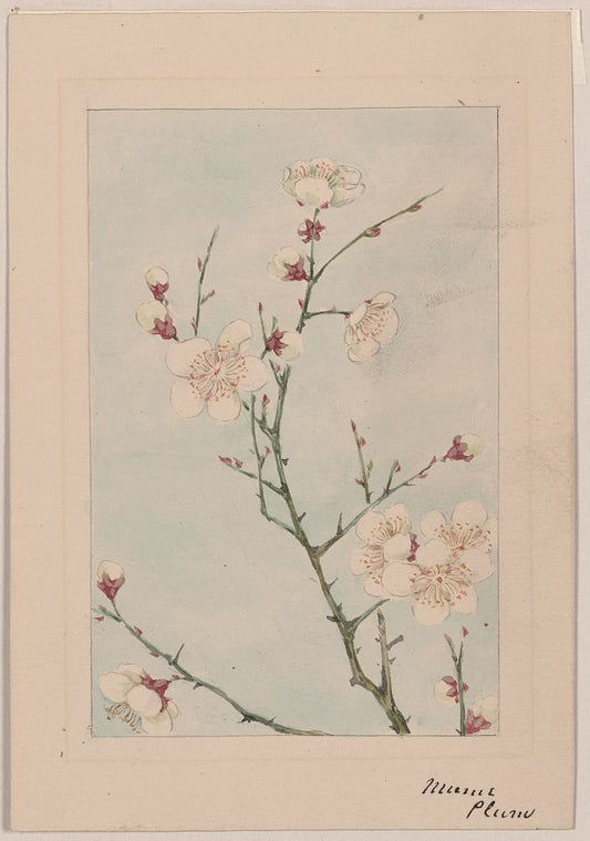 A picture of Plum branches with blossoms