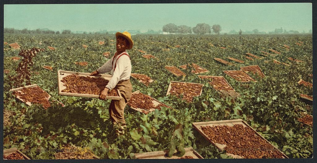 A picture of Raisin drying racks in Southern California