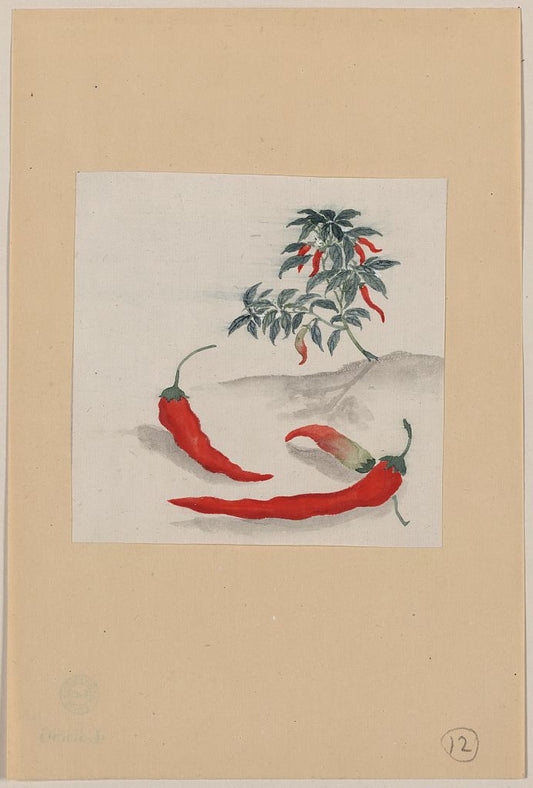 A picture of Red peppers with plant growing in the background