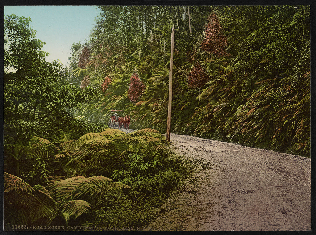 A picture of Road Scene, Cambewarra Mountains, N.S.W.