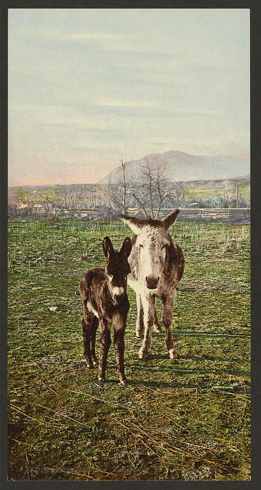 A picture of Rocky Mountain "Canaries"