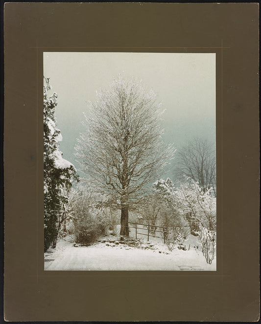 A picture of Rothbuche i. Botan. Garten, Zürich