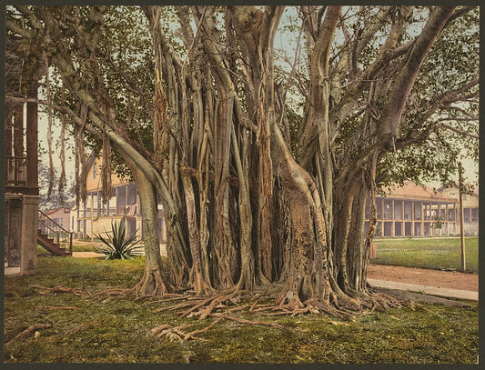 A picture of Rubber tree in the U.S. barracks, Key West
