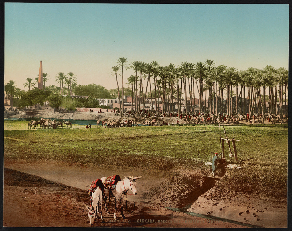 A picture of Sakkara, marché aux chameaux à Bedrechen