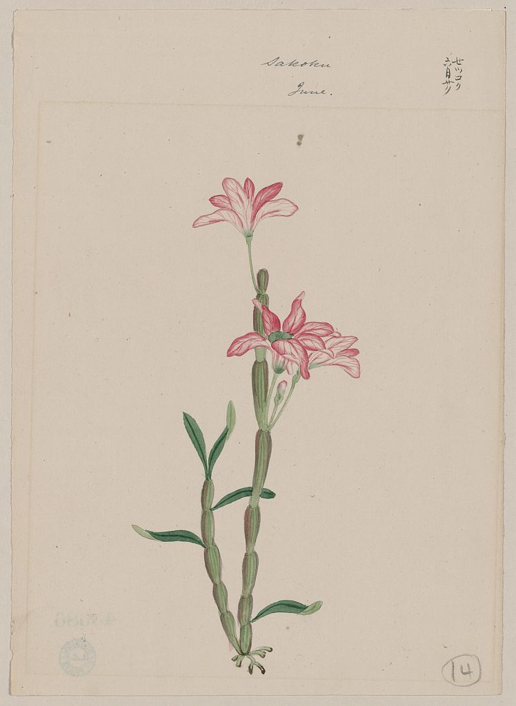A picture of Sakoku - June