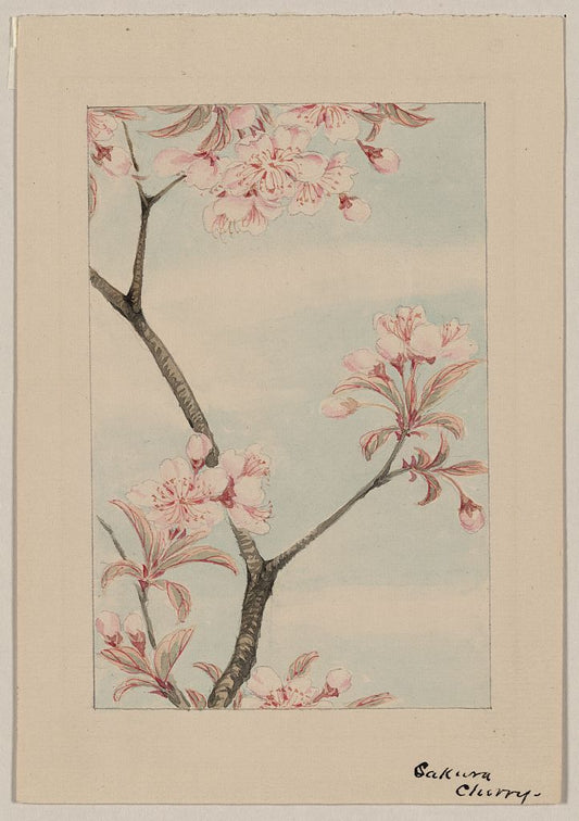 A picture of Sakura cherry